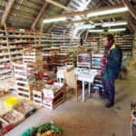 Sīpolpuķu noliktavā