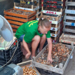 Sīpolu šķirošana