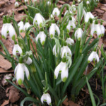 G. 'Viridi-apice'