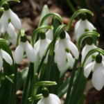 Sniegpulkstenītes