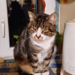 Strīpa 11.dec.2020.g.