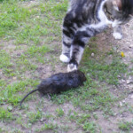 Strīpainie uzvar melnos