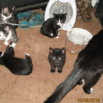 Tādi bijām bērnībā 16.sept. 2010.g.