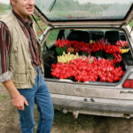 Tulpes uz tirgu 2009.g.