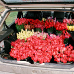 Tulpes uz tirgu 2009.g.