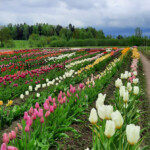 Tulpes zied 14.05.2021.g.