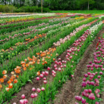 Tulpes zied