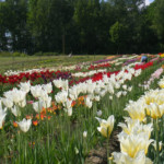 Tulpes zied