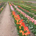 Tulpes zied 9.05.2020.g.