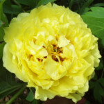 Yellow Crown
