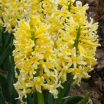 Yellow Queen