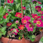 Zemenes zied 1.jūn. 2020.g.