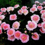 Zhemchuzhnaya Rossyp