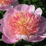 Zhemchuzhnaya Rossyp