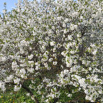 Zied ķirši Daugmalē 10.05.2016.g.