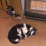 Ziemas miegā 30.janv. 2020.g.