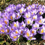 Krokusi etruscus
