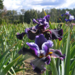 īriss Blueberry septembrī