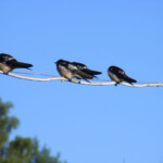 Bezdelīgas atstāj ligzdu 4.jūl. 2020.g.