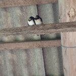 Bezdelīgu otrā paaudze 29.aug. 2020.g.