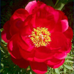 CHERRY RUFFLES