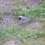 Cielava 26.apr. 2020.g.