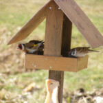 Dadzītis 19.marts 2020.g.