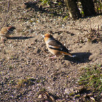 Dižknābis 23.marts 2020.g.