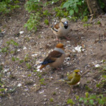 Dižknābji 21.apr. 2020.g.