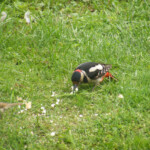 Dižraibais dzenis 21.jūn. 2020.g.