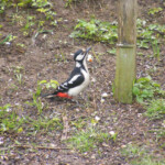 Dižraibais dzenis 27.apr. 2021.g.