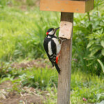 Dižraibais dzenis 21.maijs 2020.g.