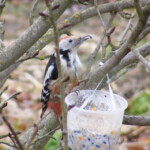 Dižraibais dzenis 26.febr.2020.g.