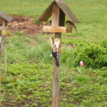 Dižraibais un vidējais dzenis