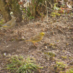 Dzeltenā stērste 20.marts 2020.g.