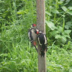 Dzeņu bērnam brokastis 21.jūn. 2020.g.