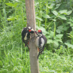 Dzeņu bērnam brokastis