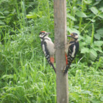 Dzeņu pāris 21.jūn. 2020.g.