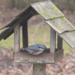 Dzilnītis 26.febr.2020.g.