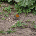 Erickiņš 19.apr.2020.g.