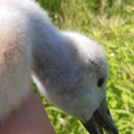 Gulbītis ļoti piekusis