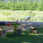 Gulbji ceļā uz Daugavu 24.jūn.2020.g.