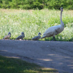 Gulbji ceļā uz Daugavu