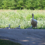 Gulbjiem atpūtas brīdis