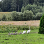 Gulbju saime pastaigājas 30.aug.2021.g.