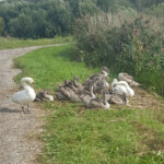 Gulbju saimes apvienojas 1.sept.2018.g.