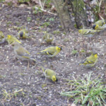 Ķivuļi 12.marts 2020.g.