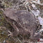 Lielais krupis