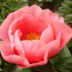 LOVELY ROSE