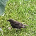 Mājas strazda mazulis